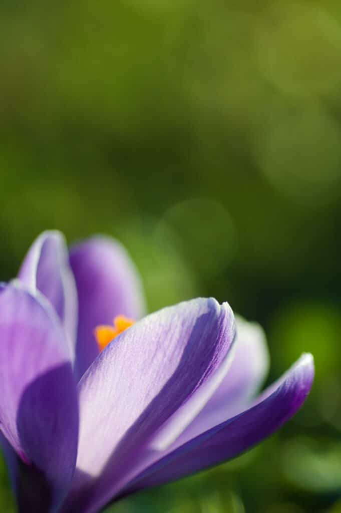 Ménopause, le second printemps